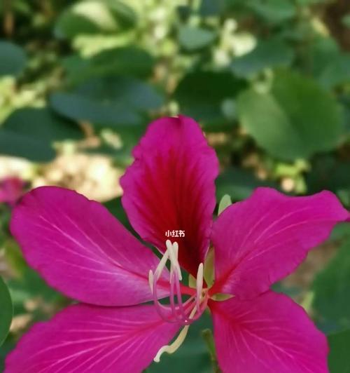 紫荆花的寓意和象征意义（探寻紫荆花的文化内涵与象征力）