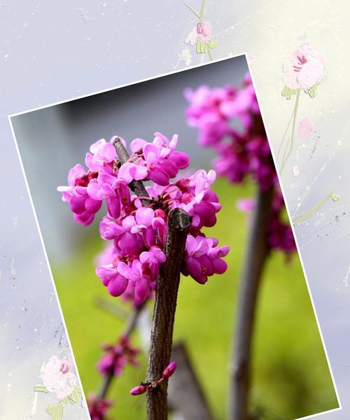 宫粉紫荆花（探寻宫粉紫荆花的花语之谜）