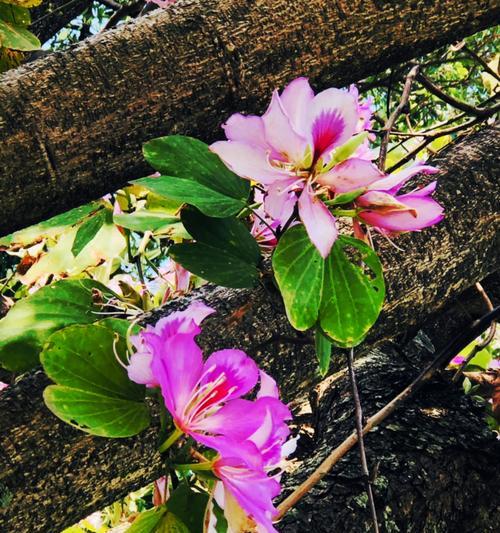 紫荆花传说（探寻紫荆花花语背后的故事，了解其传承与传说）