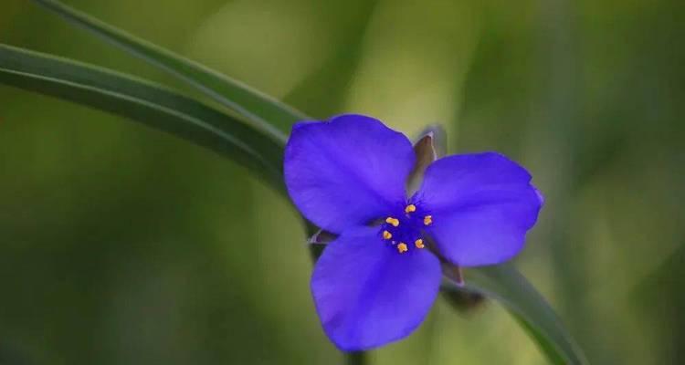 紫露草花语（揭开紫露草花语的浪漫面纱）