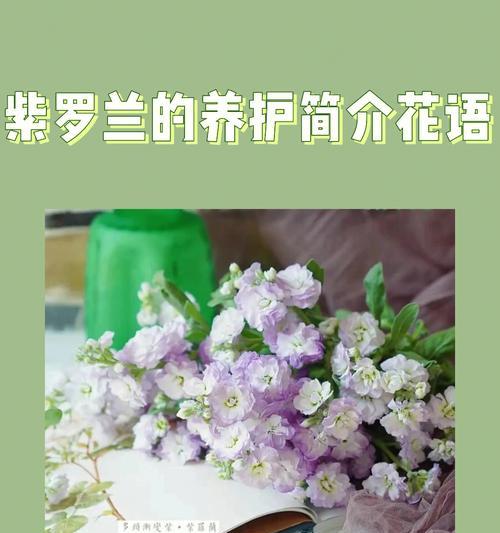 紫罗兰的花语与意义（了解紫罗兰的花语，传递真挚情感）