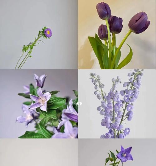 紫罗兰花的花语与象征意义（探寻紫罗兰花背后的神秘力量）