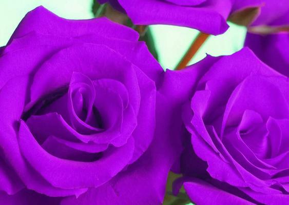 紫玫瑰（揭开紫玫瑰花语的神秘面纱）