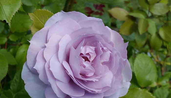 紫玫瑰（揭开紫玫瑰花语的神秘面纱）
