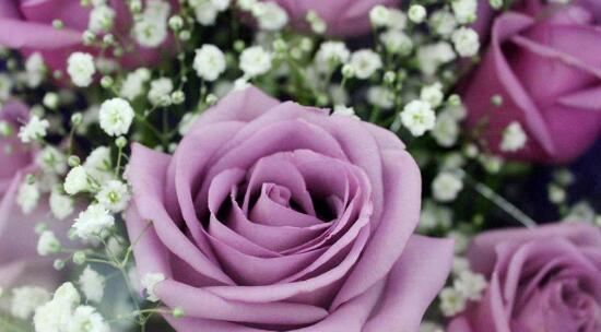 紫玫瑰（解读紫玫瑰的象征意义及文化背景）
