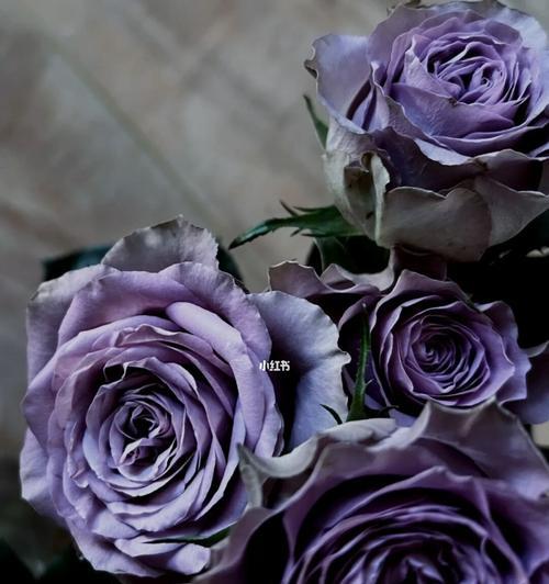 紫玫瑰之美（探寻紫玫瑰的寓意与象征）