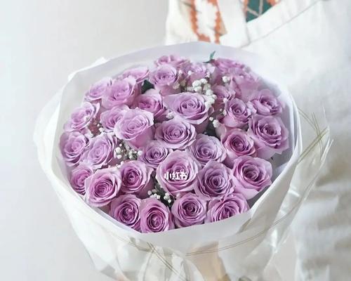 紫玫瑰的花语及传说（探寻紫玫瑰的花语与传说，揭开这朵神秘花朵的魅力与奥秘）
