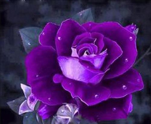 紫玫瑰的花语及传说（探寻紫玫瑰的花语与传说，揭开这朵神秘花朵的魅力与奥秘）