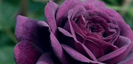 紫玫瑰花语的魅力与意义（探索紫玫瑰的隐含信息与象征意义）