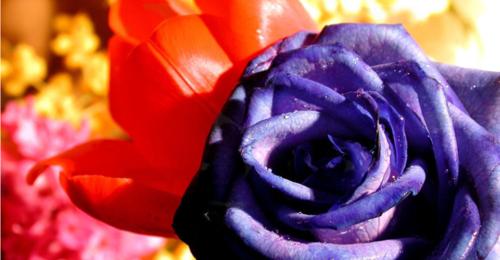 紫玫瑰（探寻紫玫瑰的文化背景和象征意义）