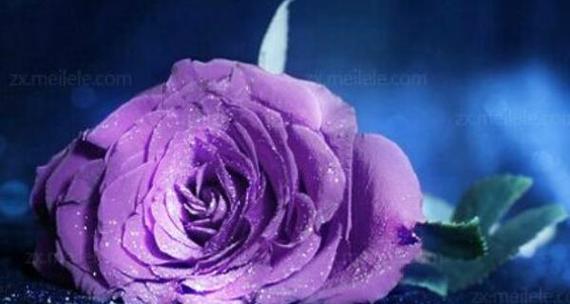 紫玫瑰（探寻紫玫瑰的文化背景和象征意义）