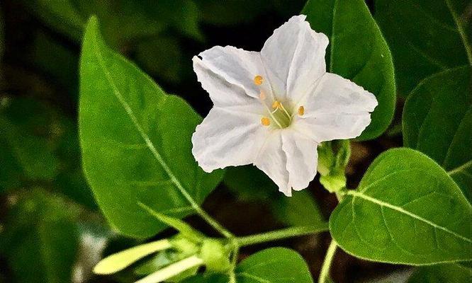 紫茉莉花语的含义（解读紫茉莉所传递的情感和意义）