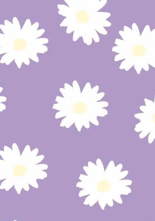 紫色雏菊的花语及象征意义（解读紫色雏菊的丰富寓意与情感表达）