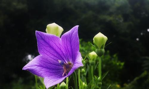 紫色花卉的美丽与花语（探索紫色花朵的神秘世界）