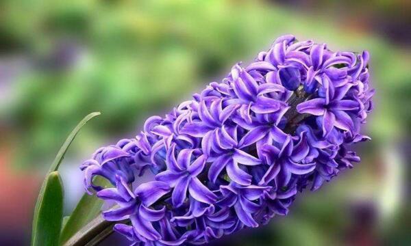 紫色的花语（揭示紫色花卉所传递的深意）