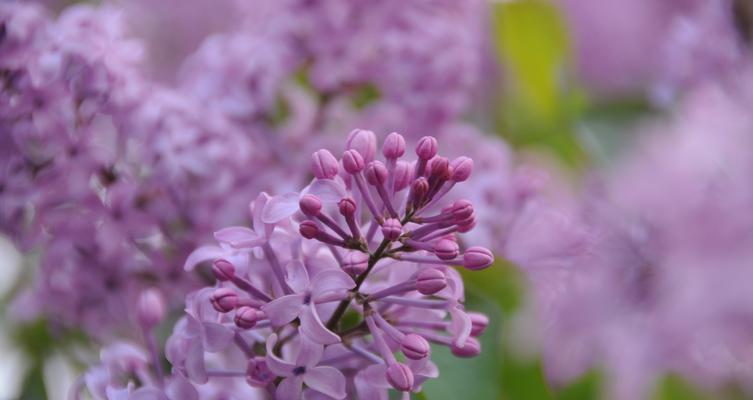 紫色丁香花语——春天的希望（探寻紫色丁香花的花语和寓意）