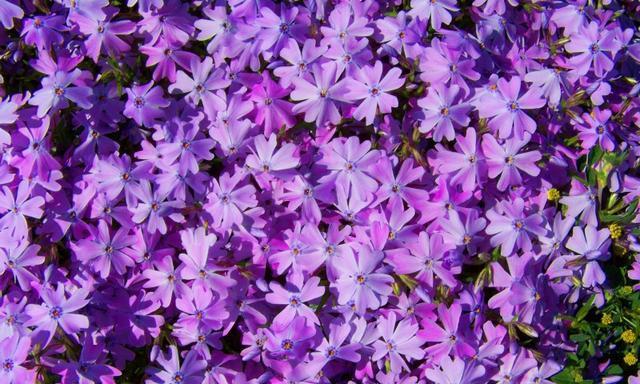 紫色丁香花语——春天的希望（探寻紫色丁香花的花语和寓意）
