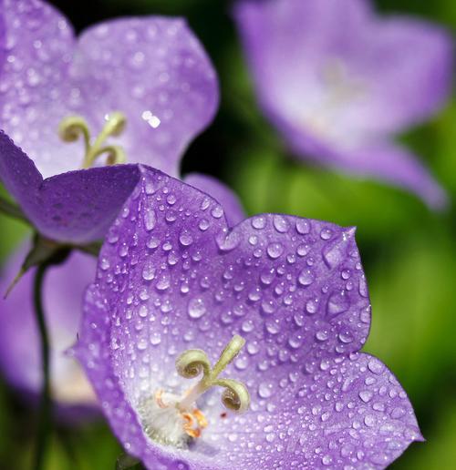 紫色风铃草的花语与美丽传说（紫色风铃草）