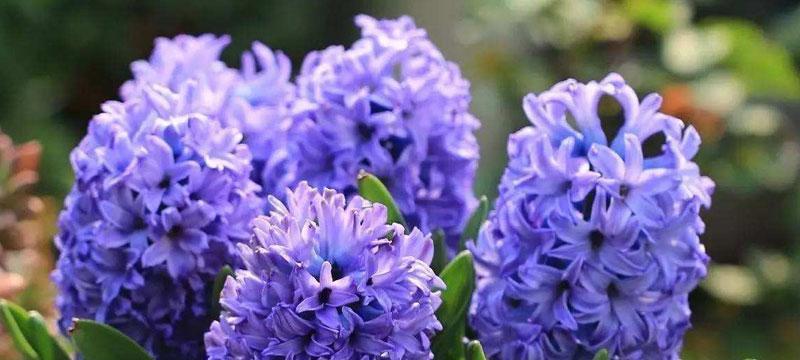 紫色风信子的花语和寓意（探索紫色风信子的意义与象征）