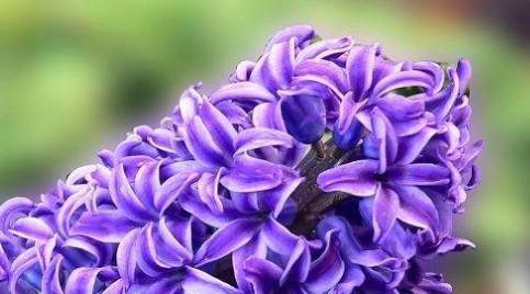 紫色风信子花语及其象征意义（探寻紫色风信子的神秘魅力，解读花语和象征意义）