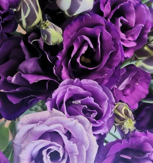 紫色桔梗花的花语与寓意（揭示紫色桔梗花的秘密，让你了解花语与寓意）