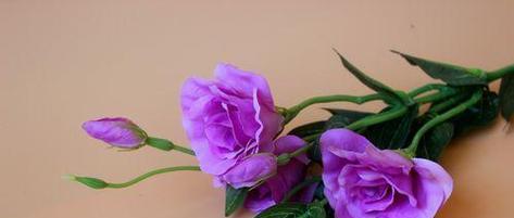 紫色康乃馨花语与情感的纽带（探寻紫色康乃馨背后的深刻寓意）
