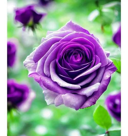 紫色玫瑰的花语和象征（揭示紫色玫瑰的神秘力量与美丽）