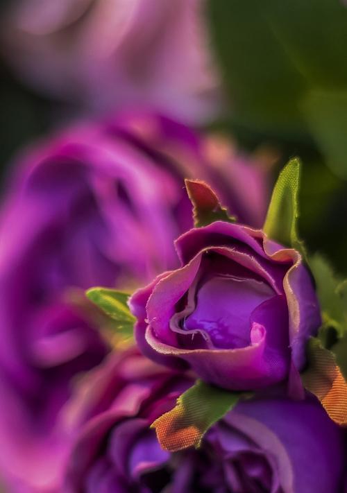 紫色玫瑰花的寓意与象征（探寻紫色玫瑰花的深层含义）
