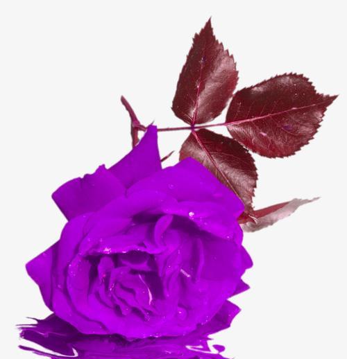 紫色玫瑰的花语之浪漫与神秘（揭秘紫色玫瑰所传递的情感和寓意）