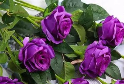 紫色玫瑰的花语与寓意（探寻紫色玫瑰的神秘之意）
