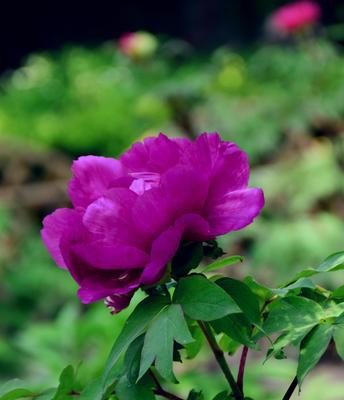 紫色牡丹花的寓意与象征（探寻紫色牡丹花的神秘魅力，解读其象征意义）