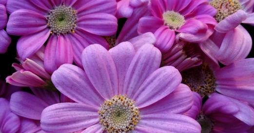 紫色矢车菊的花语及寓意（揭示紫色矢车菊花的美丽和象征意义）