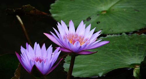 紫色睡莲的花语（寻找心灵的归宿——睡莲的美丽与意义）