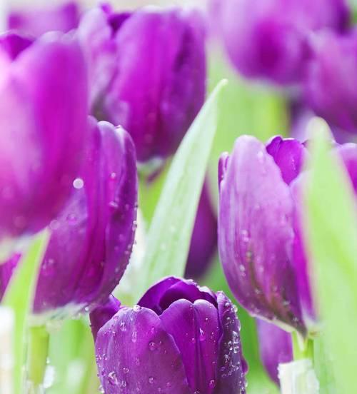 紫色郁金香的花语与象征（探寻紫色郁金香的深意，领略花海中的情感故事）