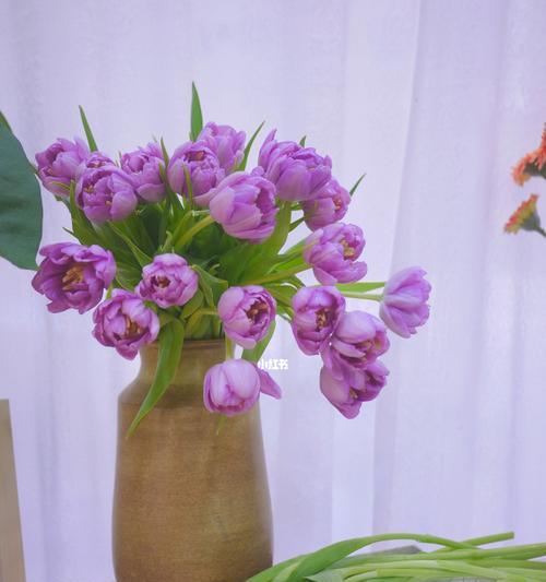 紫色郁金香的花语——秘密的爱情（揭开紫色郁金香背后的神秘面纱）