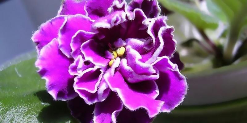 紫色紫罗兰花语（揭秘紫罗兰花所传递的心灵信息）