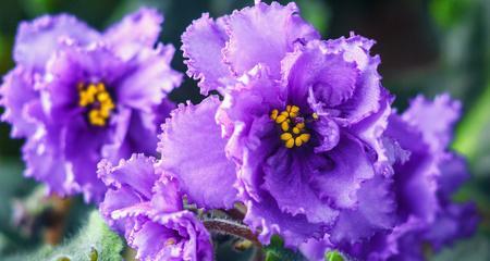 紫色紫罗兰花语（揭秘紫罗兰花所传递的心灵信息）