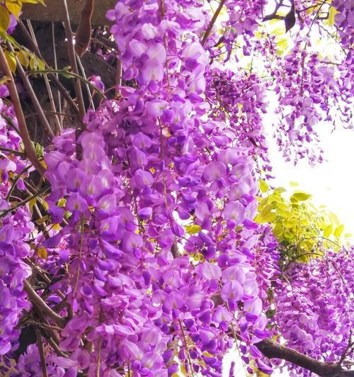 紫藤花的花语及寓意（紫藤花的意义和传说、紫藤花的美丽与神秘）