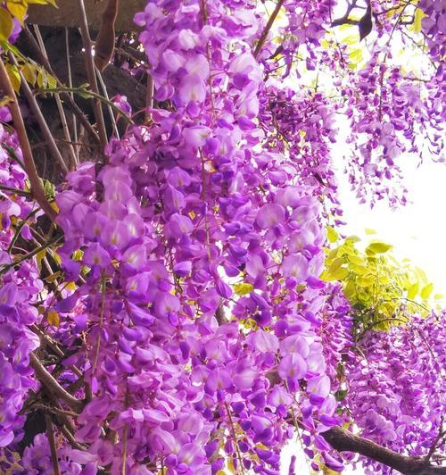 紫藤花的花语及寓意（紫藤花的意义和传说、紫藤花的美丽与神秘）
