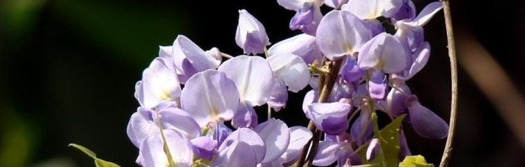 紫藤花的寓意（凝结坚韧与美丽的“紫藤花”、追求自由与梦想的象征）