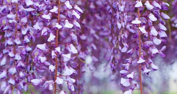 紫藤花的寓意（凝结坚韧与美丽的“紫藤花”、追求自由与梦想的象征）