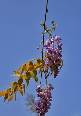 紫藤花的花语与寓意——从花朵到生命的蕴意（紫藤花的美丽和独特意义，以及对生活的启示）