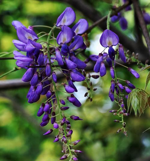 紫藤花的花语与寓意——从花朵到生命的蕴意（紫藤花的美丽和独特意义，以及对生活的启示）