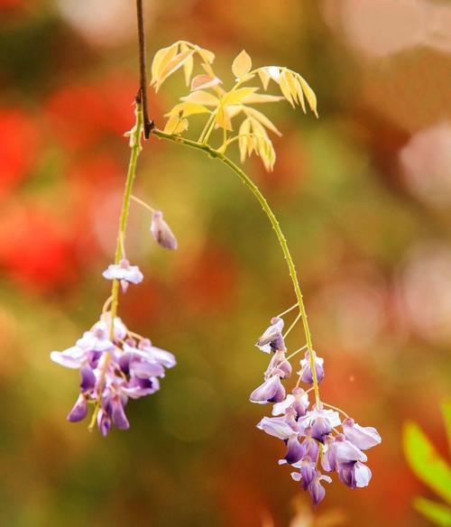 紫藤花的花语与寓意——从花朵到生命的蕴意（紫藤花的美丽和独特意义，以及对生活的启示）