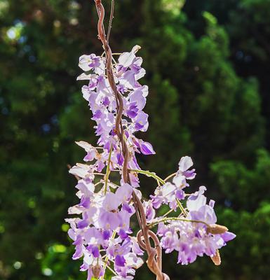 紫藤花的花语与传说（紫藤花的神秘寓意与动人故事）