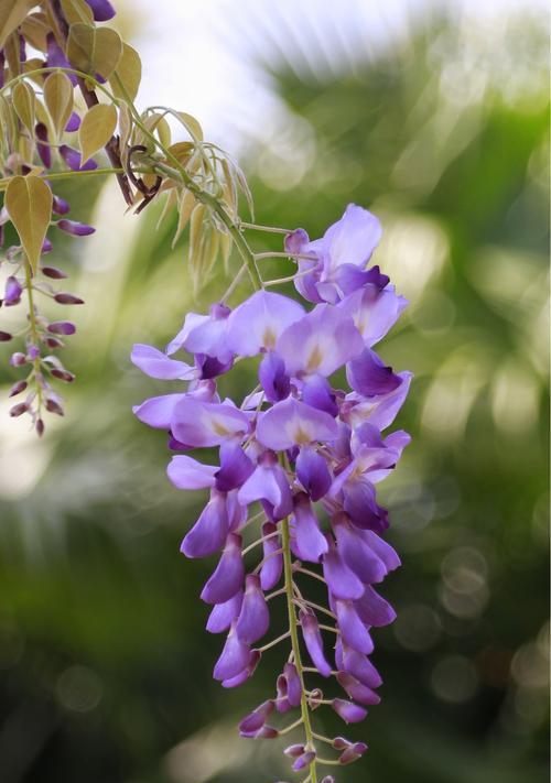 紫藤花语与其美丽的含义（探究紫藤花语的起源与传承）