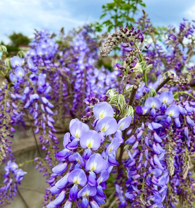 紫藤花的象征与寓意（紫藤花的美丽传递的是哪些深刻的含义？）