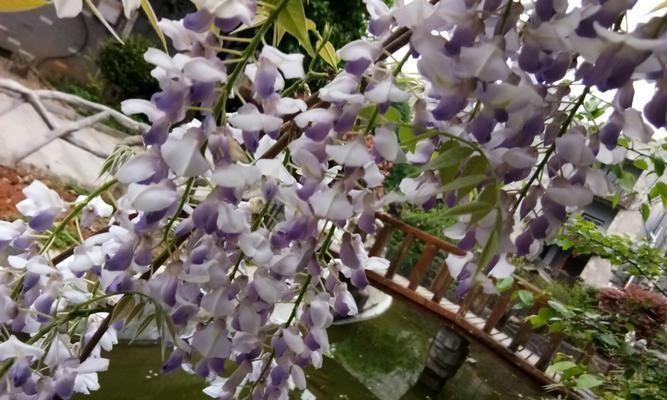 紫藤花的象征与寓意（紫藤花的美丽传递的是哪些深刻的含义？）