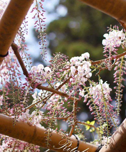 紫藤花的美丽与象征意义（探秘紫藤花的神秘之美及其寓意）