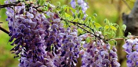 紫藤花的美丽与象征意义（探秘紫藤花的神秘之美及其寓意）